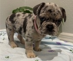 Small Photo #2 French Bulldog Puppy For Sale in TAMPA, FL, USA