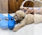 Small #16 Golden Retriever