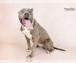 Small #3 American Staffordshire Terrier Mix