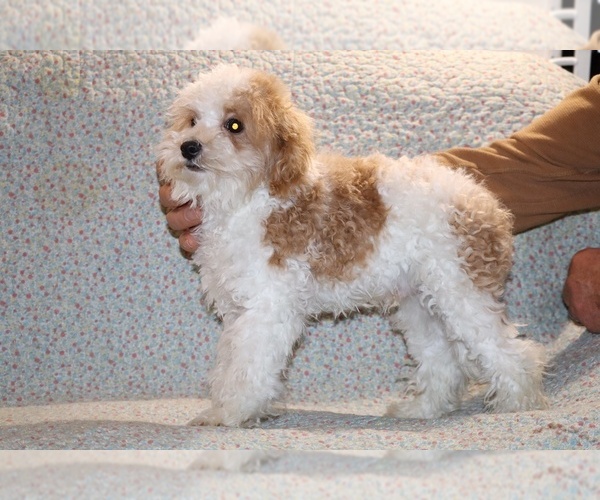 Medium Photo #22 Goldendoodle (Miniature) Puppy For Sale in DYERSBURG, TN, USA