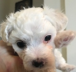 Medium Maltese