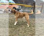 Small #7 Saint Bernard Mix