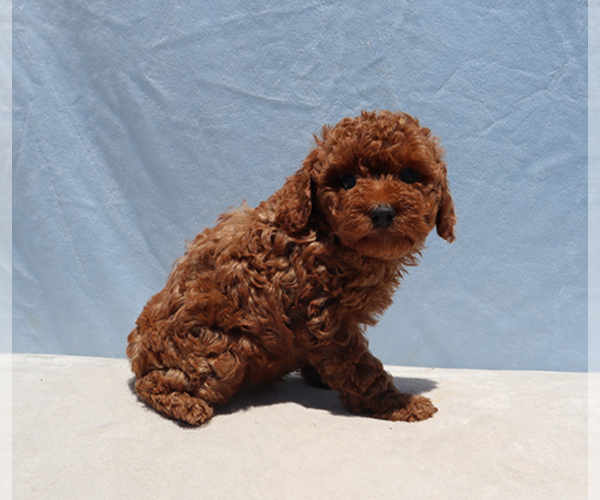 Medium Photo #4 Poodle (Toy) Puppy For Sale in LOS ANGELES, CA, USA