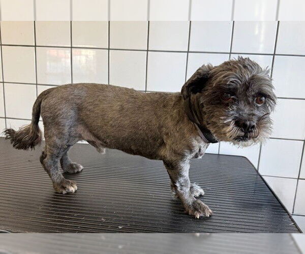 Medium Photo #1 Poodle (Miniature)-Unknown Mix Puppy For Sale in Downey, CA, USA