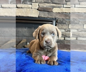Labrador Retriever Puppy for sale in NOBLESVILLE, IN, USA