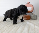 Small #11 ShihPoo