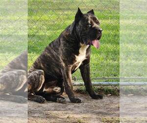 Father of the Cane Corso puppies born on 05/07/2023