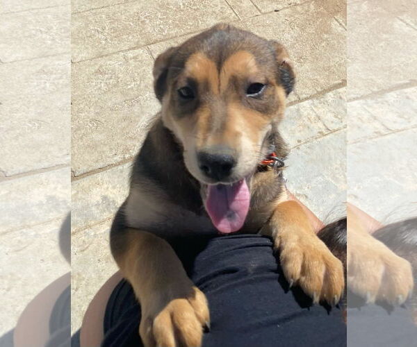 Medium Photo #4 Mutt Puppy For Sale in La Verne, CA, USA
