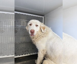 Great Pyrenees Dogs for adoption in Bakersfield, CA, USA