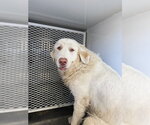 Small Great Pyrenees