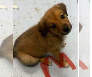 Golden Retriever-Unknown Mix Dogs for adoption in SHERBURNE, NY, USA