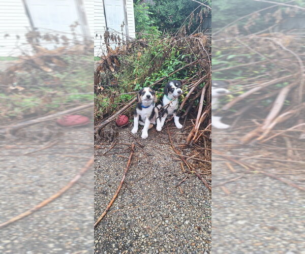 Medium Photo #5 Australian Shepherd-Unknown Mix Puppy For Sale in Aurora, IN, USA