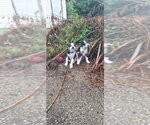 Small #4 Australian Shepherd Mix