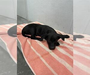 Labrador Retriever Dogs for adoption in Rosenberg, TX, USA