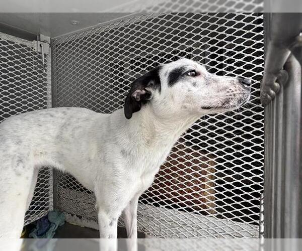 Medium Photo #1 Australian Shepherd Puppy For Sale in Bakersfield, CA, USA