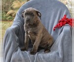 Small Photo #3 Cane Corso Puppy For Sale in MYERSTOWN, PA, USA