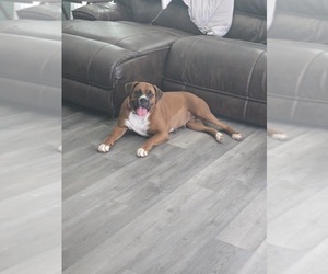 Mother of the Boxer puppies born on 12/30/2025