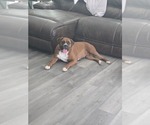 Small Photo #1 Boxer Puppy For Sale in GALLOWAY, NJ, USA