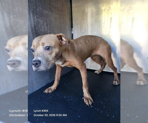 Medium Photo #1 American Staffordshire Terrier-Unknown Mix Puppy For Sale in San Antonio, TX, USA