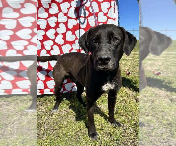 Medium Photo #1 Mutt Puppy For Sale in Abbeville, LA, USA