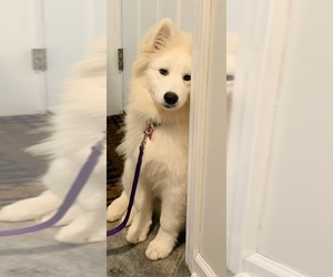 Samoyed Puppy for sale in OLD LYME, CT, USA