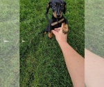 Small Photo #3 Dachshund Puppy For Sale in SIOUX FALLS, SD, USA