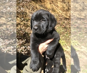 Labrador Retriever Puppy for Sale in SYLVA, North Carolina USA