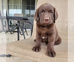 Small Photo #1 Labrador Retriever Puppy For Sale in SANTA CLARITA, CA, USA