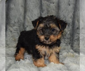 Yorkshire Terrier Puppy for sale in BARNESVILLE, KS, USA