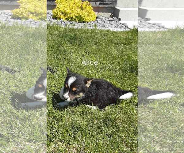 Medium Photo #1 Chihuahua-Unknown Mix Puppy For Sale in MIDWAY, UT, USA