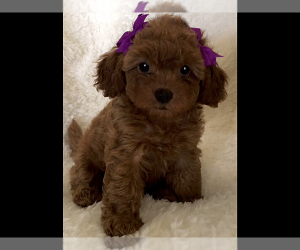 Full screen Photo #1 Poodle (Toy) Puppy For Sale in SAFFORD, AZ, USA