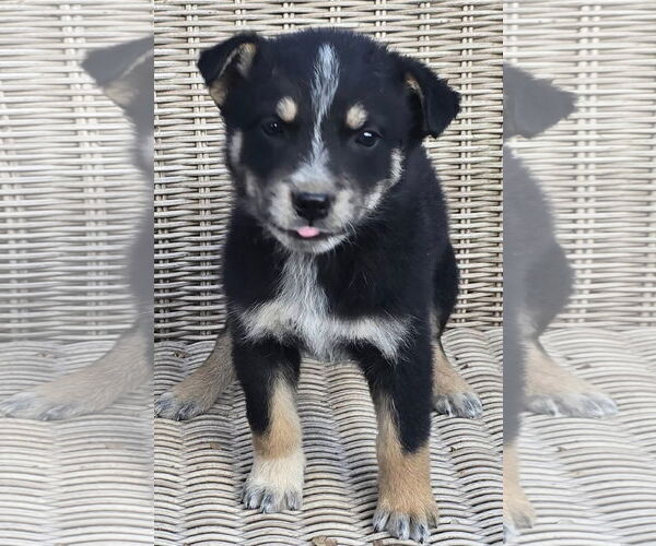 Medium Photo #3 German Shepherd Dog-Unknown Mix Puppy For Sale in Alexander, AR, USA