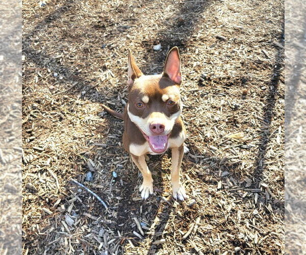 Medium Photo #3 Mutt Puppy For Sale in Ellijay, GA, USA