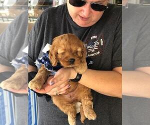 Cockapoo Puppy for sale in HOLDEN, MO, USA