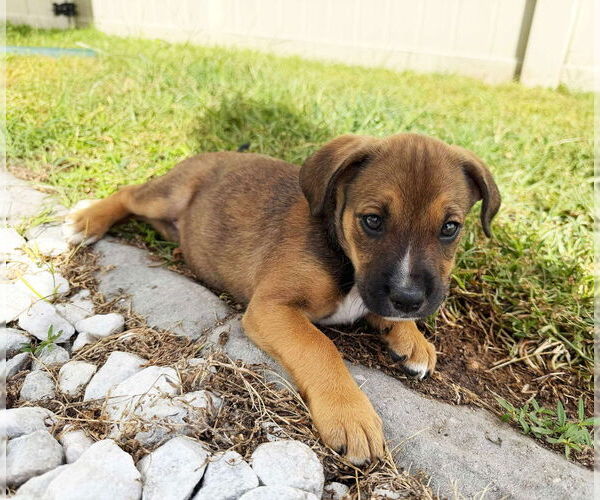 Medium Photo #2 Boxer-Unknown Mix Puppy For Sale in Tampa, FL, USA