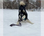 Small Photo #4 Siberian Husky Puppy For Sale in Princeton, MN, USA