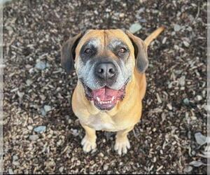 Bullmastiff-Unknown Mix Dogs for adoption in Santa Rosa, CA, USA