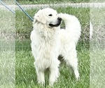 Small Photo #1 Golden Retriever Puppy For Sale in NEOLA, WV, USA
