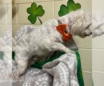 Small Photo #6 Maltese-Unknown Mix Puppy For Sale in Rockaway, NJ, USA