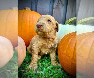 Labradoodle Puppy for sale in LELAND, NC, USA