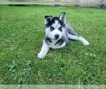 Small Photo #1 Siberian Husky Puppy For Sale in LINDENHURST, IL, USA