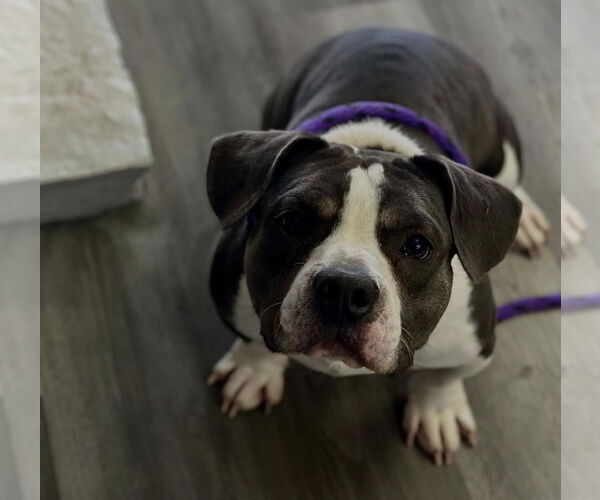 Medium Photo #3 Beabull Puppy For Sale in Las Vegas, NV, USA