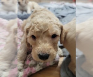 Goldendoodle-Poodle (Standard) Mix Puppy for sale in SELAH, WA, USA