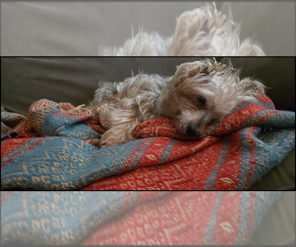 Medium Photo #3 Mutt Puppy For Sale in Farmington, MN, USA