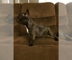 Small Photo #8 French Bulldog Puppy For Sale in MEADVILLE, PA, USA
