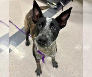 Australian Shepherd-Unknown Mix Dogs for adoption in Santa Rosa, CA, USA