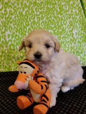 Poovanese Puppy for sale in PLYMOUTH, IN, USA