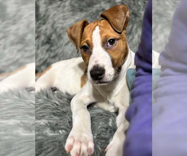 Medium Photo #4 American Pit Bull Terrier-Labrador Retriever Mix Puppy For Sale in SHERBURNE, NY, USA