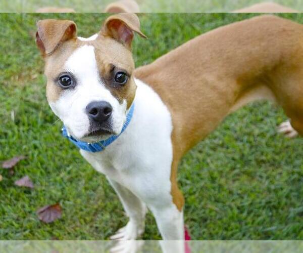 Medium Photo #1 American Staffordshire Terrier-Boxer Mix Puppy For Sale in Tallahassee, FL, USA