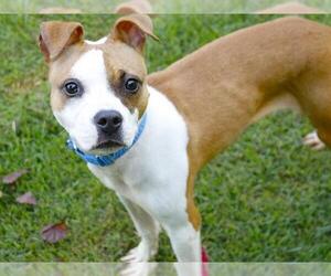 American Staffordshire Terrier-Boxer Mix Dogs for adoption in Tallahassee, FL, USA